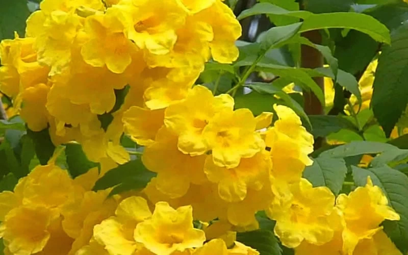 Lydia Tecoma - Esperanza - 1 Gallon Pot - Image 5