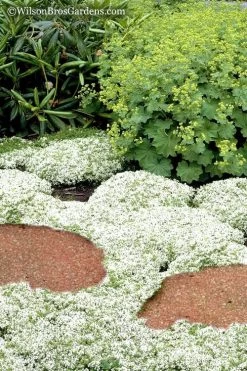 White Creeping Thyme (Thymus Praecox 'Albiflorus') - 5 Pack Of Quart Pots