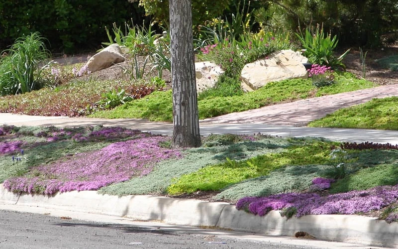 Woolly Creeping Thyme (Thymus Lanuginosis) - 5 Pack Of Pint Pots - Image 9