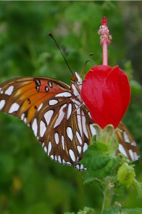 Turk's Cap Mallow - Malvaviscus Drummondii - 1 Gallon Pot - Image 5