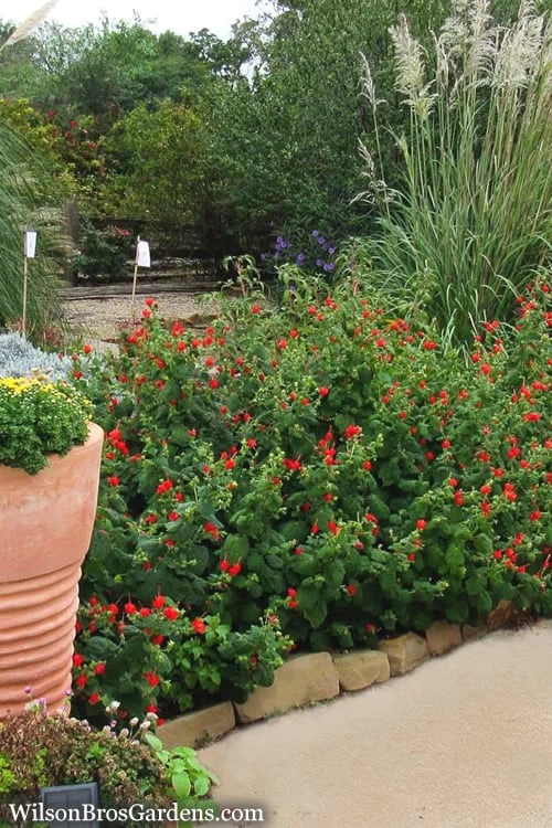 Turk's Cap Mallow - Malvaviscus Drummondii - 1 Gallon Pot - Image 4