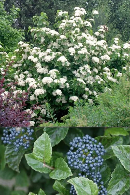 All That Glows Arrowwood Viburnum - 2 Gallon Pot - Image 4