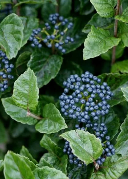 All That Glows Arrowwood Viburnum - 2 Gallon Pot - Image 6