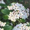 Dwarf Evergreen Snowball Viburnum 'Conoy' - 3 Gallon Pot