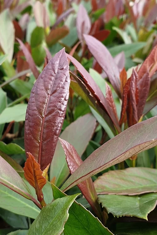 Coppertop Sweet Viburnum - 2 Gallon Pot - Image 4