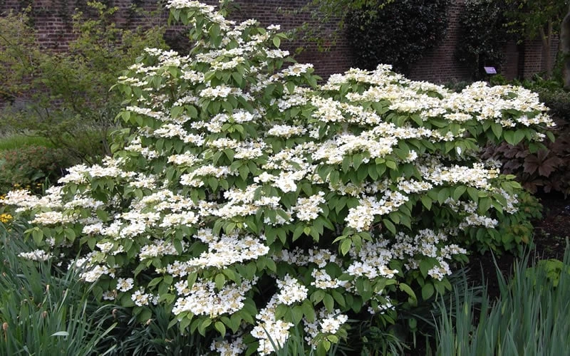 Mariesii Doublefile Viburnum - 2.5 Gallon Pot - Image 4