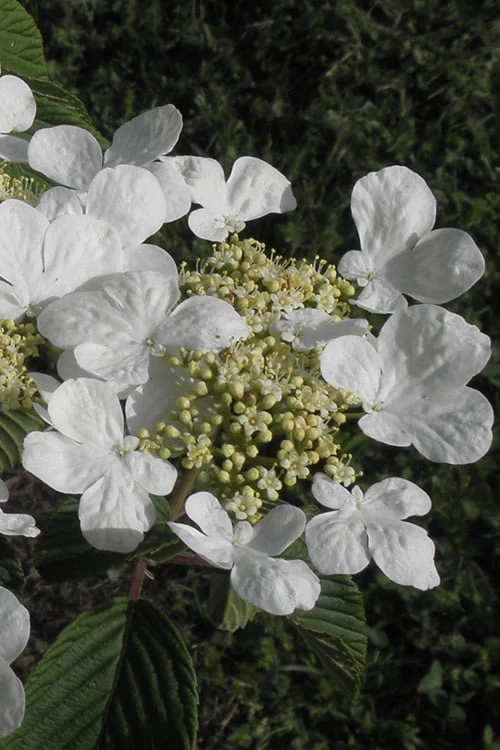 Mariesii Doublefile Viburnum - 2.5 Gallon Pot - Image 6