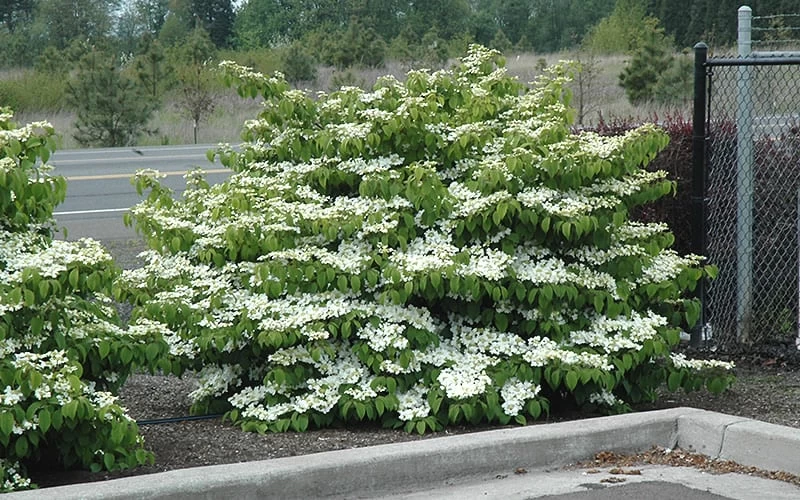 Shasta Doublefile Viburnum - 2 Gallon Pot - Image 5
