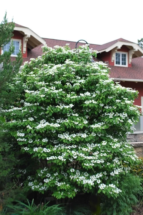 Summer Snowflake Viburnum - 1 Gallon Pot - Image 8