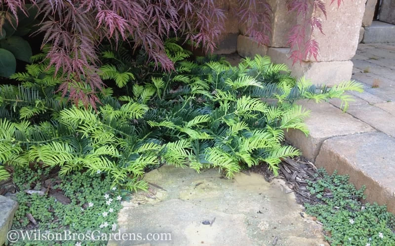 Creeping Japanese Plum Yew (Cephalotaxus Harringtonia 'Prostrata') - 2.5 Gallon Pot - Image 5