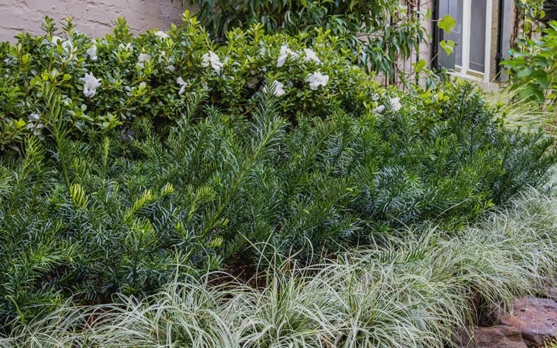 Yewtopia Plum Yew - 2 Gallon Pot - Image 4