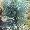 Blue Sentry Yucca - 3 Gallon Pot