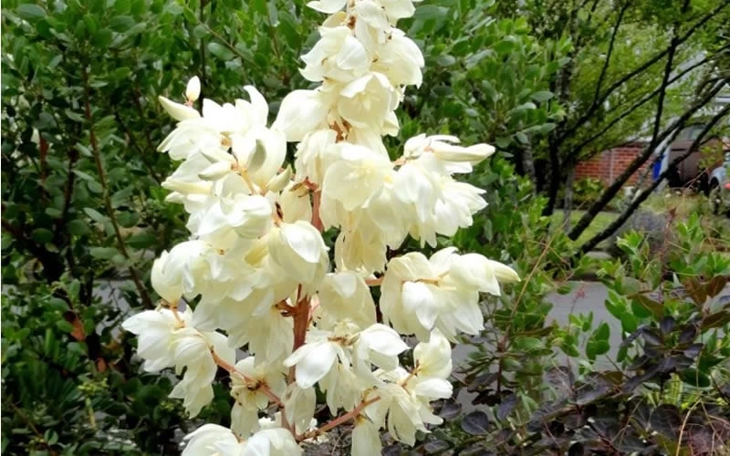 Color Guard Yucca - 6 Pack Of 1 Gallon Pots - Image 6