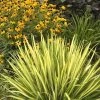 Color Guard Yucca - 6 Pack Of 1 Gallon Pots
