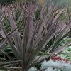 Magenta Magic Yucca - 1 Gallon Pot