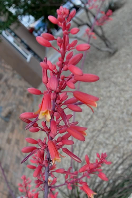 Red Yucca - 3 Gallon Pot - Image 4