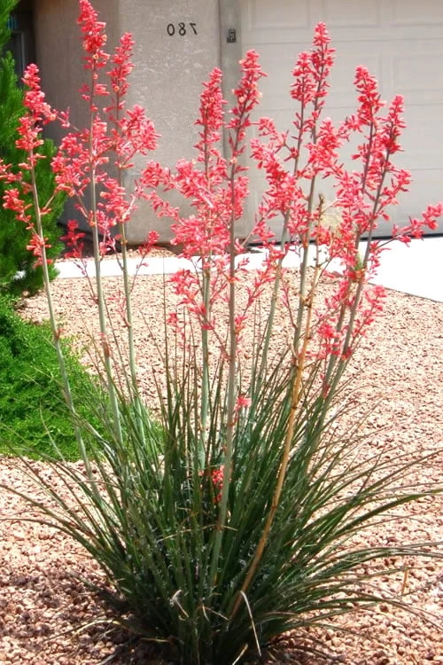 Red Yucca - 3 Gallon Pot - Image 5