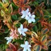 Kaleidoscope Dwarf Abelia - 3 Gallon Pot
