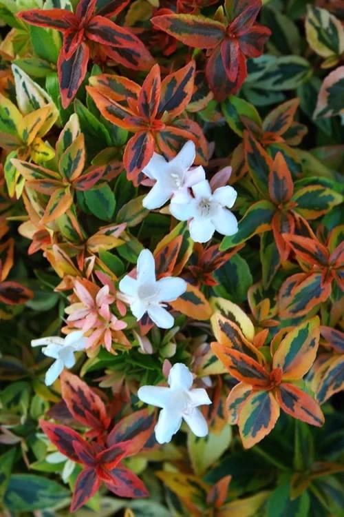 Kaleidoscope Dwarf Abelia - 3 Gallon Pot