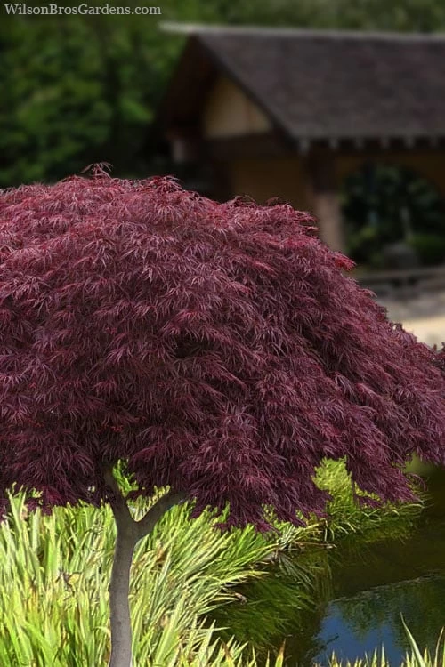 Crimson Queen Dwarf Japanese Maple (High Graft Tree Form) - 2 Gallon Pot