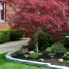 Filifera Purpurea Japanese Maple - 3 Gallon Pot