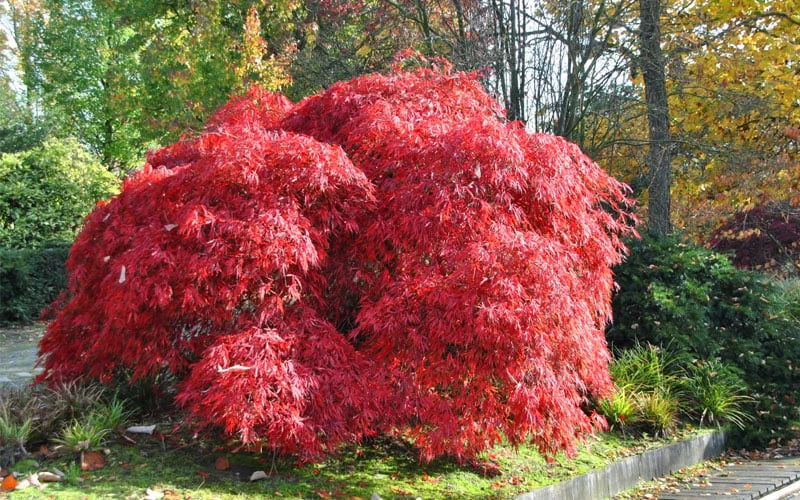 Garnet Laceleaf Japanese Maple - 3 Gallon Pot - Image 5