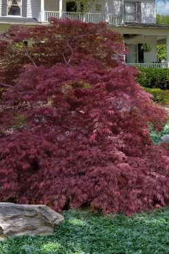 Garnet Laceleaf Japanese Maple - 3 Gallon Pot