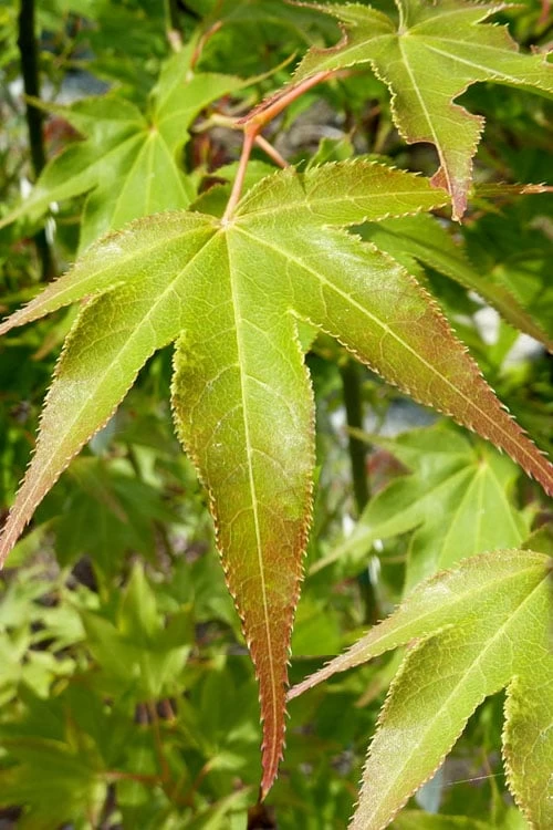 Hogyoku Japanese Maple - 3 Gallon Pot - Image 6