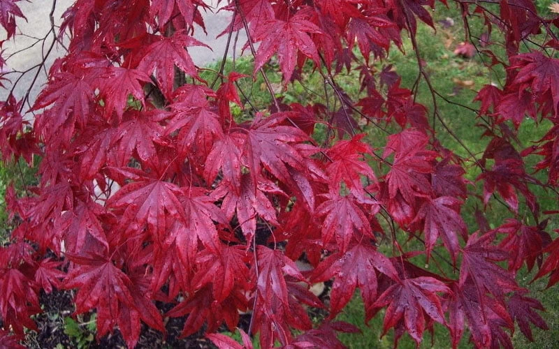 Moonfire Japanese Maple - 5 Gallon Pot - Image 6