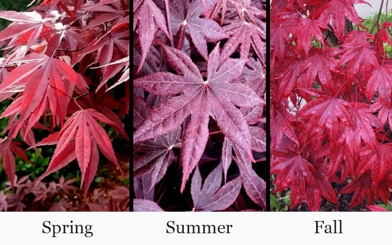 Moonfire Japanese Maple - 5 Gallon Pot - Image 4