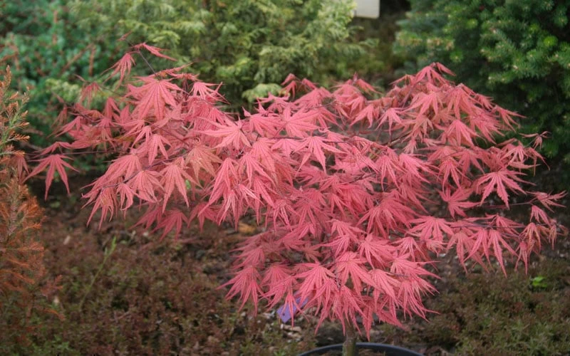 Olsen's Frosted Strawberry Japanese Maple - 3 Gallon Pot - Image 11