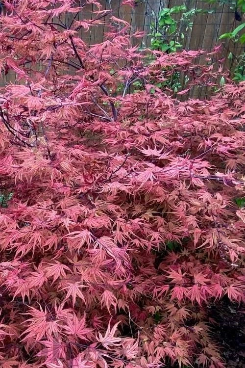 Olsen's Frosted Strawberry Japanese Maple - 3 Gallon Pot - Image 6