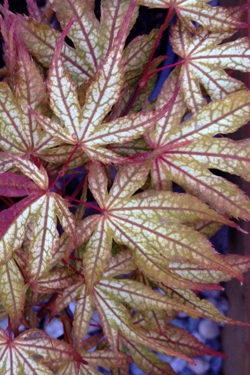 Olsen's Frosted Strawberry Japanese Maple - 3 Gallon Pot - Image 9