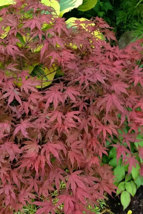 Olsen's Frosted Strawberry Japanese Maple - 3 Gallon Pot - Image 16