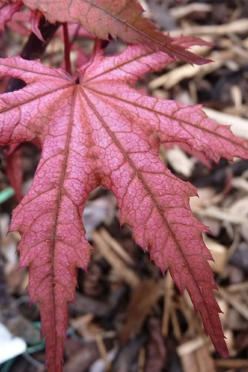 Olsen's Frosted Strawberry Japanese Maple - 3 Gallon Pot - Image 15