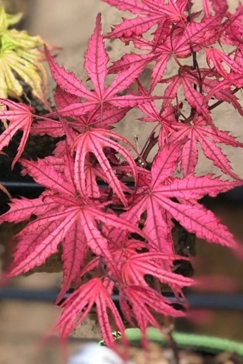 Olsen's Frosted Strawberry Japanese Maple - 3 Gallon Pot - Image 5