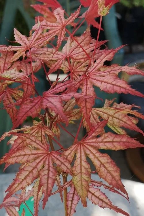 Olsen's Frosted Strawberry Japanese Maple - 3 Gallon Pot - Image 14