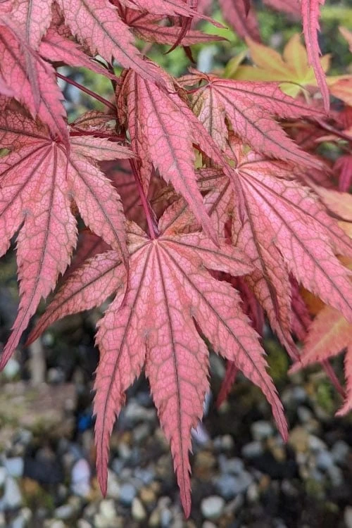 Olsen's Frosted Strawberry Japanese Maple - 3 Gallon Pot - Image 13