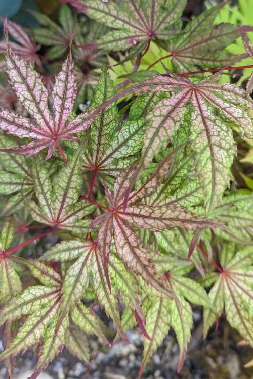 Olsen's Frosted Strawberry Japanese Maple - 3 Gallon Pot - Image 7