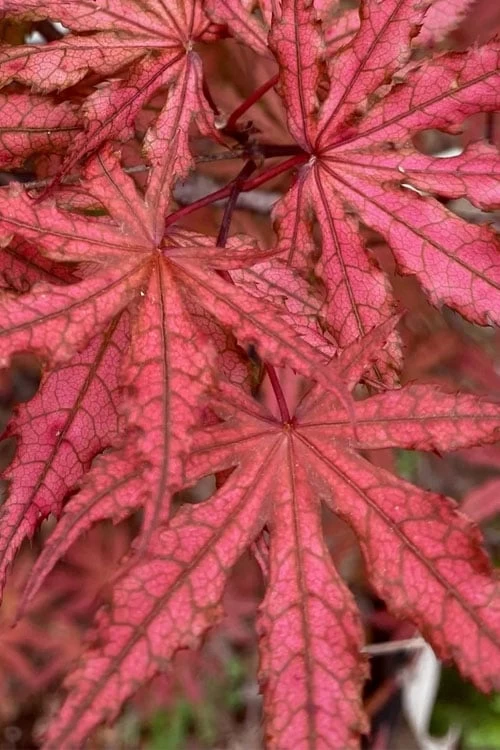 Olsen's Frosted Strawberry Japanese Maple - 3 Gallon Pot - Image 12