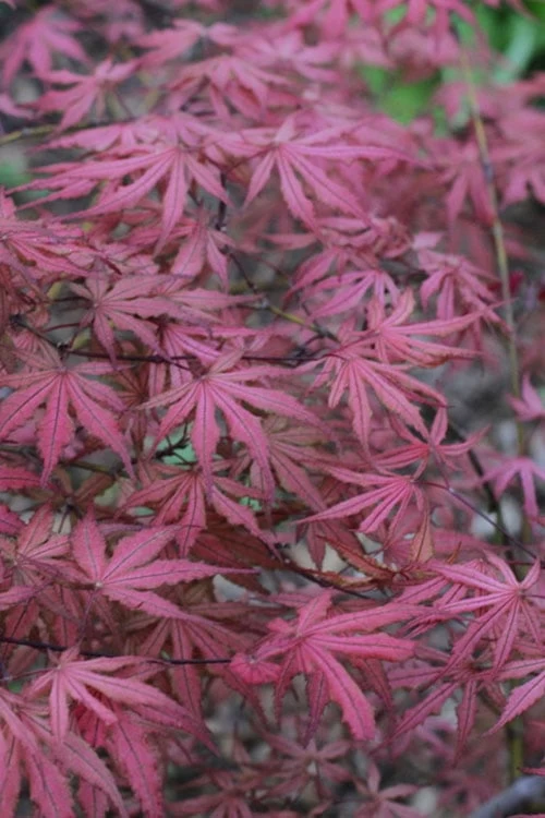 Olsen's Frosted Strawberry Japanese Maple - 3 Gallon Pot - Image 10