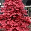 Rhode Island Red Japanese Maple - 3 Gallon Pot