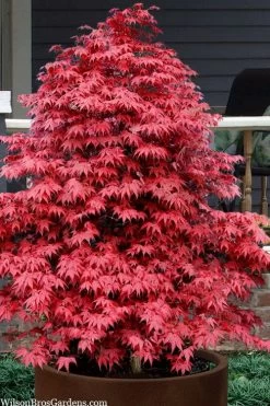 Rhode Island Red Japanese Maple - 3 Gallon Pot