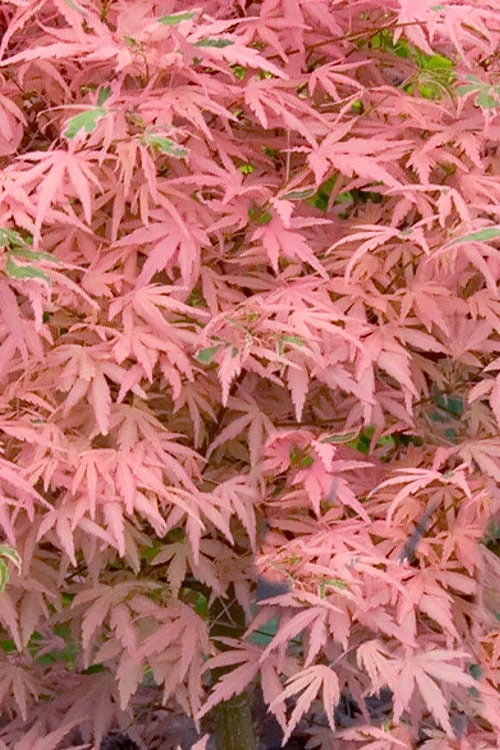 Taylor Pink Japanese Maple - 1 Gallon Pot - Image 4