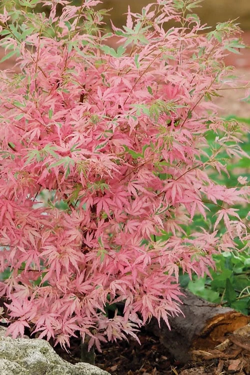 Taylor Pink Japanese Maple - 1 Gallon Pot - Image 5