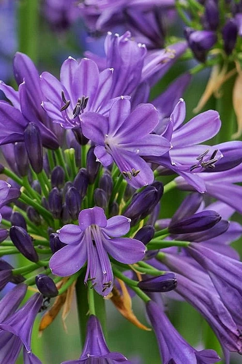 Purple Delight Agapanthus (Lily Of The Nile) - 2 Gallon Pot - Image 4