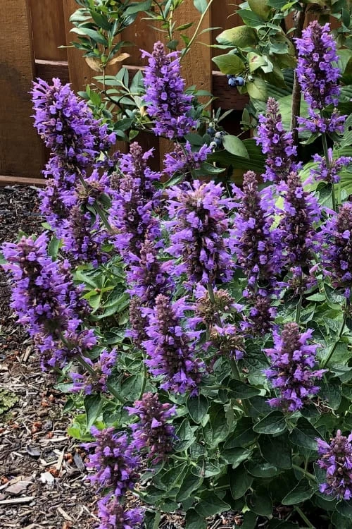 Poquito Dark Blue Agastache (Hummingbird Mint) - 1 Gallon Pot - Image 4