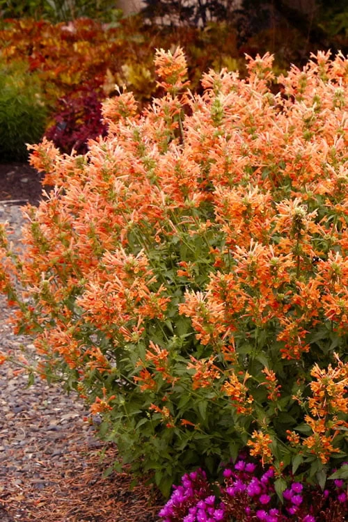 Poquito Orange Agastache (Hummingbird Mint) - 1 Gallon Pot - Image 4