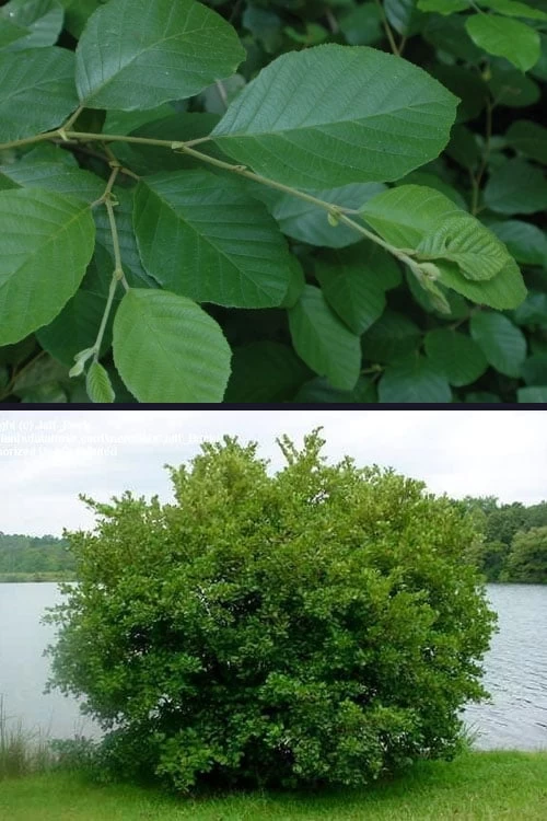 Smooth Alder Tree (Alnus Serrulata) - 1 Gallon Pot - Image 8