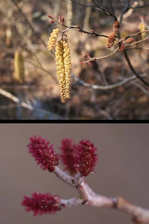 Smooth Alder Tree (Alnus Serrulata) - 1 Gallon Pot - Image 5